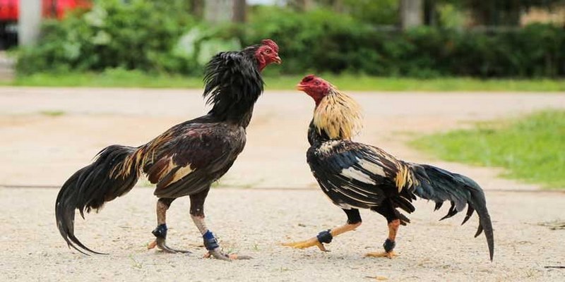 +3 Bí Quyết Chinh Phục Đá Gà Miền Tây Từ Kê Sư Gạo Cội 2 Đá gà miền Tây được nhiều kê sư quan tâm